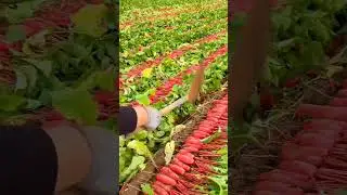 #Agricultural Planting #My Rural Life #High Quality Agricultural Products #Three Rural Pla   #c6f21