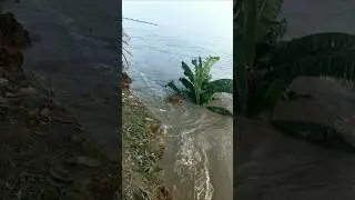 kela ka per gayab,ganiyari goan me tabahi