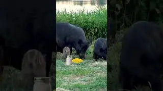ДИКИЕ КАБАНЫ против ТАННЕРИТА!