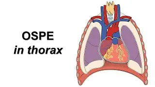 OSPE in thorax (part-1). Prof. Dr. Md. Ashfaqur Rahman