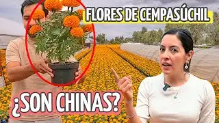 🪦 ¿DÓNDE comprar FLORES de CEMPASÚCHIL? 🌻 | DÍA DE MUERTOS en XOCHIMILCO - Diana y Aarón (DYA)
