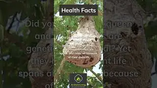 Archaic Living Health Facts: Nutrigenomics: Your diet effects your genes #archaicliving #healthfacts