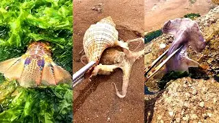 Catching Sea food Fish & Best Oddly Satisfying Video 【CCC TV】Octopus 06 Relaxing Deep Sea Monster