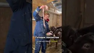 Следим за здоровьем наших пастухов с пастой Plaqtiv+ Артикул: 390331811 на WB Берем в @Vetola_ru