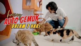 Kucing AUTO GEMUK dalam 7 Hari