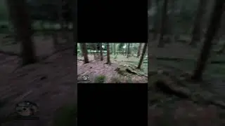 walking through a woodland #shortsvideo #dax #Phix
