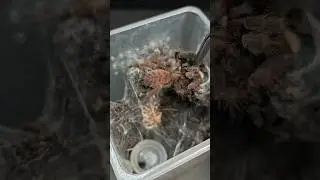 Quick out and in #tarantula #spider #Cyriopagopus #hati #hatihati #Purple #earthtiger #shorts