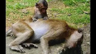 New update ! Poor baby Lori beg old thin mother for milk Why Old mother sleep ignore baby Lori.