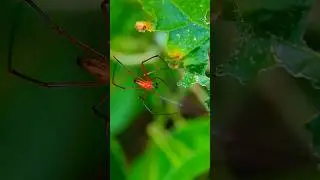 Macro Photography With Apexel 100mm 4k Macro Lens #nature #macrophotography #wildlife #macrolens
