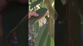 ciri-ciri pohon durian sehat dan subur
