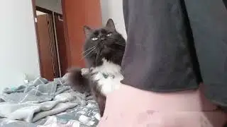 Cat Crack