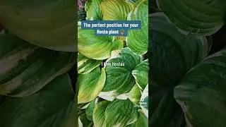 The perfect position for your Hosta plant #summerblooms #Hostas #gardenshorts