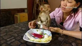 Dodo Talk To Mama When Have Lunch, Baby Dodo So Cute