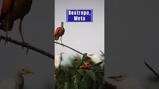 Plans to Do in Colombia: Eco Hotel Cosmogenesis in Meta
