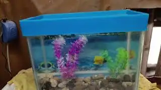 Fish Tank ko SUPER Saf karna Seekhein