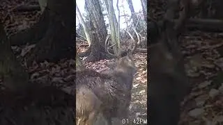 Rare footage | White-tailed buck's antler-drop #shorts