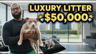 Luxury Bully Litter: Lilac Tri & Rare Blue Merle | Cute Puppies