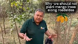 Why we don't plant mango trees along roadsides