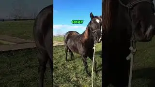 Horse Behavior: Patience and Stress Release Secrets
