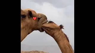 camel love 💗