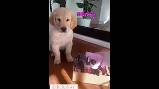 Best Gifts for Dogs