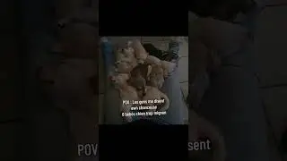 La vie avec 8 chiots pas toujours aussi mignon 😅🐶 Je les aiment autant 🥰#puppy #pets #husky
