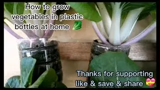 How to grow vegetables in plastic bottles at home / C&aacute;ch trồng rau trong chai nhựa tại nh&agrave; / #plants