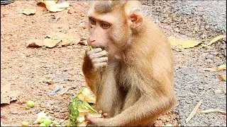Poor orphan Rolex monkey looking so hungry , Rolex monkey come to get some fruit from human