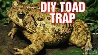 Best DIY Toad Trap - How to Catch Frogs Alive Easily