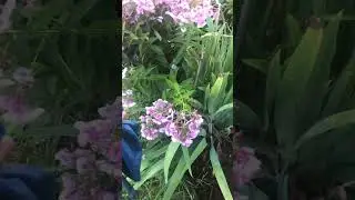 Подготовка места под посадку в ОГ плетистых Роз 🌹
