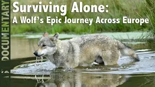 Surviving Alone: A Wolf&rsquo;s Epic Journey Across Europe - Full Wildlife Documentary