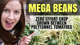 Harvesting Cala d'Or Dwarf French (Bush) Beans | August Allotment Garden
