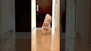 cute cat walk😍😸#walkingcat #catwalk #runway #meowdel #catmodel #petmodel #minuet #persiancat