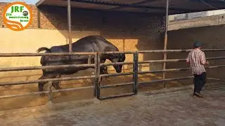 👍Son of #Great #Khali Bull👌 Ghuman Khali in Barnala, Punjab (Hardeep Singh Ghuman -9878770116).👍