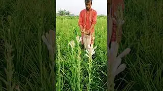 Early Morning Picking of Tuberose (Rajnigandha) Flowers #shorts #short #shortsviral