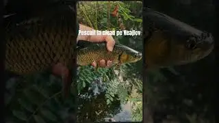 Pescuit la clean pe Neajlov