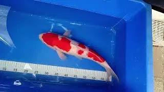 Maple Koi - Kohaku
