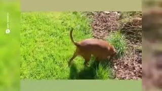 Dog's Hilarious Grass Rolling Adventure!