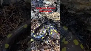 Gorgeous Spotted Salamander @dayhikingandherpingdudes