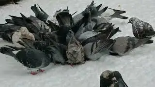 Зима, мороз, смачний сніданок
