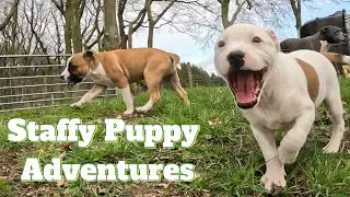 🐶🌿 Staffy Puppy Paradise: 9 week old Puppies Hercules & Frank’s First Big Adventure! (Part 1) 🐾🎥