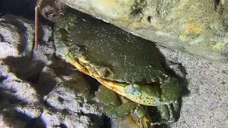 Live Stream 🟢-30m Deep！Eerily Quiet, Then Total Chaos！ #diving #fishing #lobster #crab #shorts