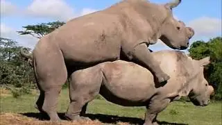 Northern White Rhinos, Suni and Najin, Mate Again!