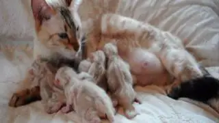 Snow BENGAL KITTENS 12 hours old born here at Maplewood Bengals.