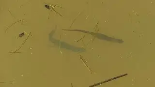 Newts edited