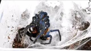 Chromatopelma cyaneopubescens molt