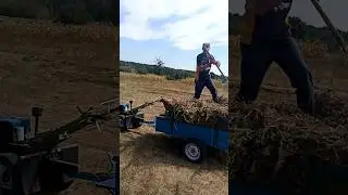 Фантік за кермом мотоблока - чудеса природи