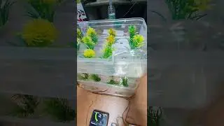 iot hydroponics school project 
