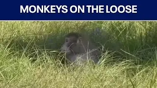 Research monkeys on the loose in Mississippi | FOX 7 Austin