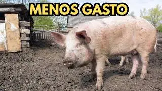 Engorda Cerdos R&aacute;pido sin Gastar de M&aacute;s